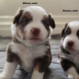 Miniature Australian Shepherd Puppies from Monticello Mini's