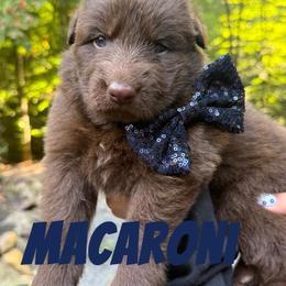 Macaroni - Liver male German Shepherd puppy in Fort Jennings, Ohio from Von Holtzapple German shepherds