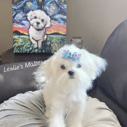Rocket - White male Maltese puppy in Moreno Valley, California from Leslie's Maltese