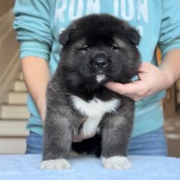 Girl 1 - Akita puppy from Main Street Akitas