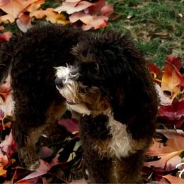 Ellie - Bernedoodle