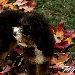 Ellie - Bernedoodle