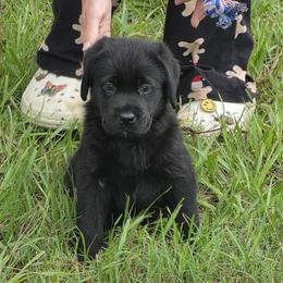 Purple girl - Black female Labrador Retriever puppy in Fort Myers, Florida from Big Cypress labradors