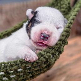 (Blue) Blue Male - Blue speckled male Australian Cattle Dog puppy in Burleson, Texas from Bluebonnet Heelers