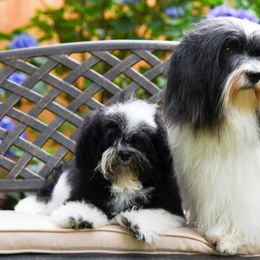 Havanese from Solstice Havanese