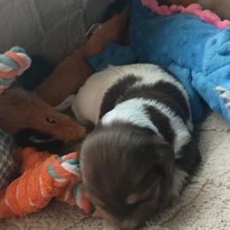 Terrin - Chocolate and tan male Dachshund puppy in Sacramento, California from Family and Farm Friendly Dachshund