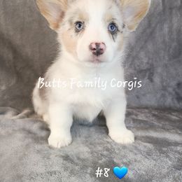 Puppy #8 - Blue merle and white American Corgi puppy in Cameron, North Carolina from Butts Family Corgis