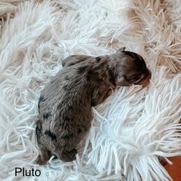 Pluto - Blue merle male Aussiedoodle puppy in Tryon, North Carolina from Melrose Mountain Farm
