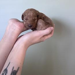 Peep - Red  female Goldendoodle puppy in Calera, Alabama from Red Mountain Minis