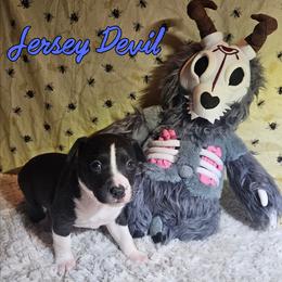 Jersey Devil (JD) - Black and white male Rat Terrier puppy in Lynn, Alabama from Cryptic Rat Terriers