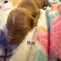 Boy 3 - Red male Dachshund puppy in Onalaska, Texas from Nicholes Doxies