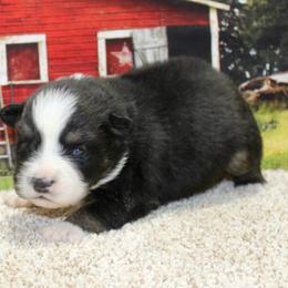 Black Tri - Black tri male Miniature Australian Shepherd puppy in Ronan, Montana from Dirt Road Aussie’s of Montana
