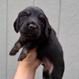 Mr. Potato (Black and Cream Brindle pointed) - Brindle male Dachshund puppy in Knoxville, Tennessee from Over The Moon Minis