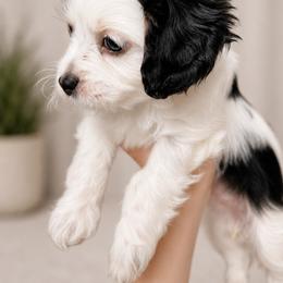 Cavapoo Puppies from Joyler Puppies
