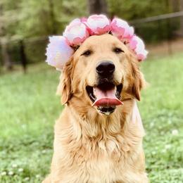 Golden Retrievers from The Golden Life