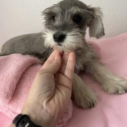 Miniature Schnauzer puppies from Good Shepherd K9 Initiative