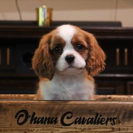 Boy 1 - Blenheim male Cavalier King Charles Spaniel puppy in Wesley Chapel, Florida from Ohana Cavaliers