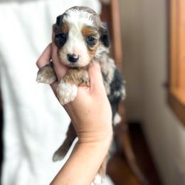 Sweet Heart - female Australian Mountain Doodle puppy in Iowa from Burkhart Family Puppies