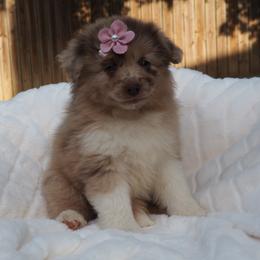 Coco - Red merle female Miniature American Shepherd puppy in Austin, Texas from ATX Mini Aussies