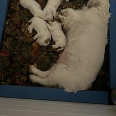 Clumber Spaniel Puppies from Briton Clumber Spaniels