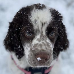 English Springer Spaniels from Panther Creek Springer Spaniels