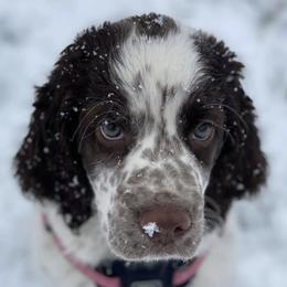 English Springer Spaniels from Panther Creek Springer Spaniels