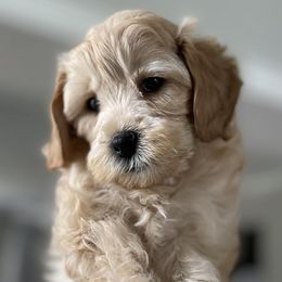 Cockapoos from Denise's Cavapoos