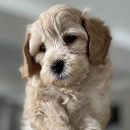 Cockapoos from Denise's Cavapoos