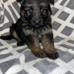 Black boy - Black and tan male German Shepherd puppy in Enid, Oklahoma from Vom Holtzinger German Shepherds