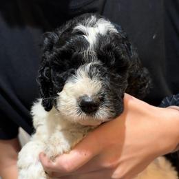 Gray collar - Parti male Goldendoodle puppy in Mc Cook, Nebraska from Powers Doodles
