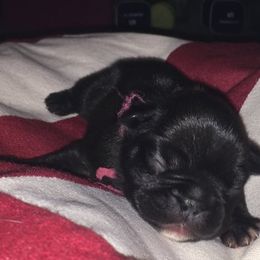 French Bulldog Puppies from Cedar Croft Kennel