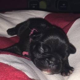 French Bulldog Puppies from Cedar Croft Kennel