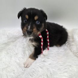 Velvet - Black tri-color female Australian Shepherd puppy in Annville, Pennsylvania from Creekside Aussies LLC