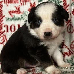 Australian Shepherds from Brushy Mountain Aussies