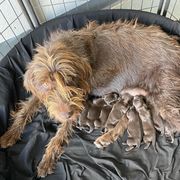 Shy - Pudelpointer