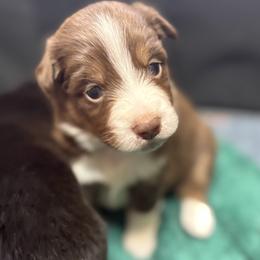 Belle - Red tri female Miniature Australian Shepherd puppy in Tecumseh, Oklahoma from Ashley's Aussies, LLC