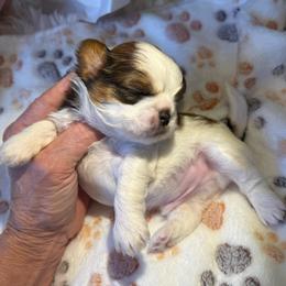 AKC - Beans Champion Bloodline - Gold and white male Shih Tzu puppy in Long Beach, California from Prieto Shih-Tzu's