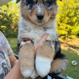 Mac - Blue merle male Australian Shepherd puppy in Makanda, Illinois from S.I. Aussie