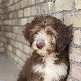 Aussiedoodles from Puppy.Love.Doodle