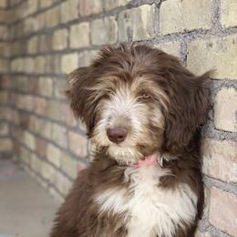 Aussiedoodles from Puppy.Love.Doodle