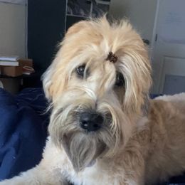 Maggie - Soft Coated Wheaten Terrier