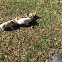 Cocker Spaniel Puppies from Sweet Cockers
