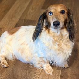 Honey Bun - Dachshund