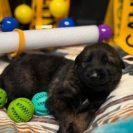 Yellow Collar - Sable male German Shepherd puppy in Bingham County, Idaho from Reign Land