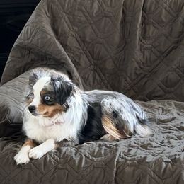 Miniature Australian Shepherd Puppies from Grace River Aussies