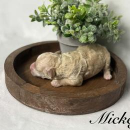 Mickey - Cream male Poodle puppy in Cartersville, Georgia from Little Legacy Puppies