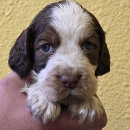 Lumpy - Liver white and roan male English Springer Spaniel puppy in Florida from Thunderbird Springers