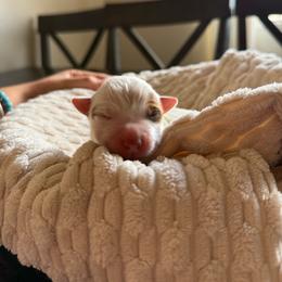 Chai - Red speckled female Australian Cattle Dog puppy in Tucson, Arizona from Soqui Ortiz Cattle Ranch