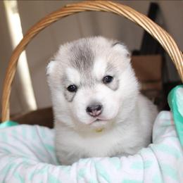 Goldie - Gray and white female Siberian Husky puppy in Le Sueur, Minnesota from Tevana Siberians LLC