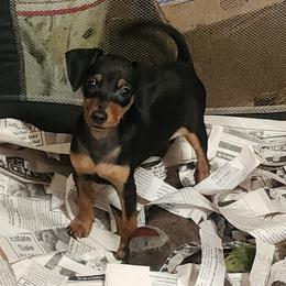 Boy 2 - male Miniature Pinscher puppy in Momence, Illinois from Rock of Ages Kennel
